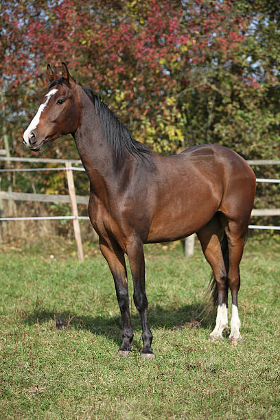 istock Nice brown warmblood in autumn 178419323