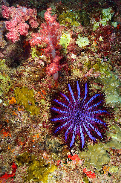 istock Crown-of-thorns seastar (Acanthaster planci) feeds on live cor 178419443