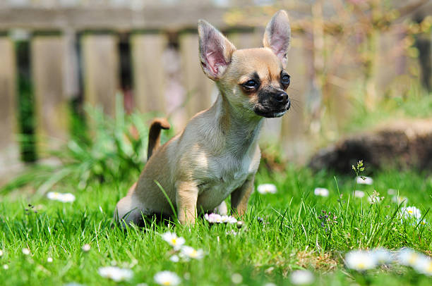 Pipi on the grass Chihuahua puppy does Pipi in the grass. female animal stock pictures, royalty-free photos & images