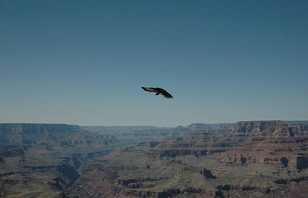 istock Raven goes flying over the Grand Canyon 178419491