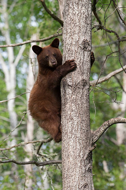 istock North American Black Bear cub in forest 178419590