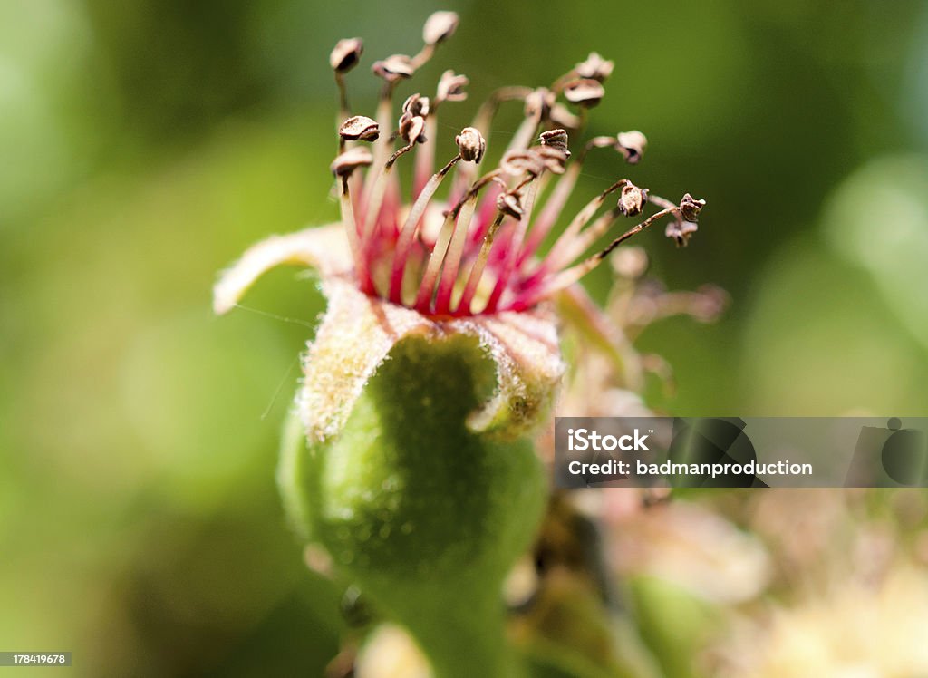 Fleur de pommier - Photo de Arbre libre de droits