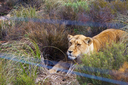 South African female lion laying between bushes. A thin wire fence in the foreground. She looks like she is on guard.