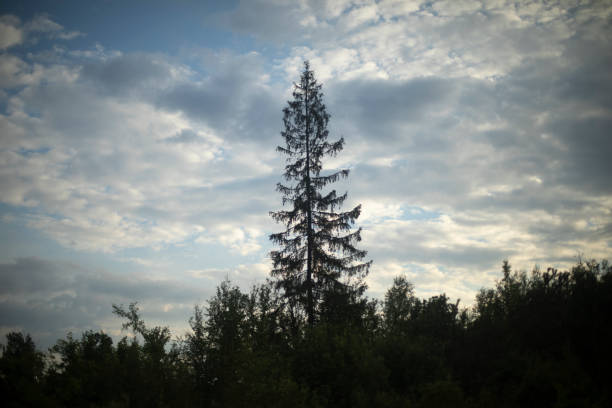 Fir trees survived during the fire. Some branches are yeallow but some already green.