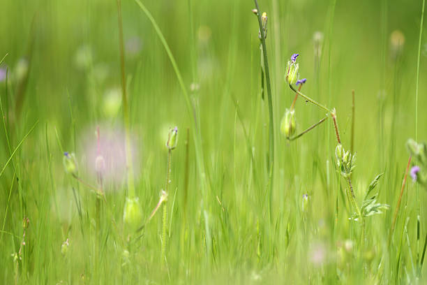 Green Nature stock photo