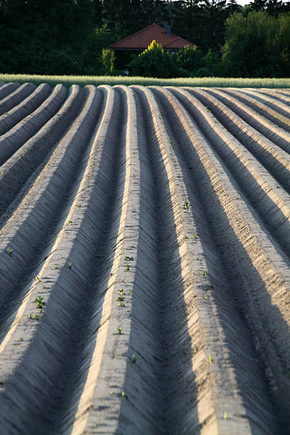 furrows de un campo de papas - ackerfurchen fotografías e imágenes de stock