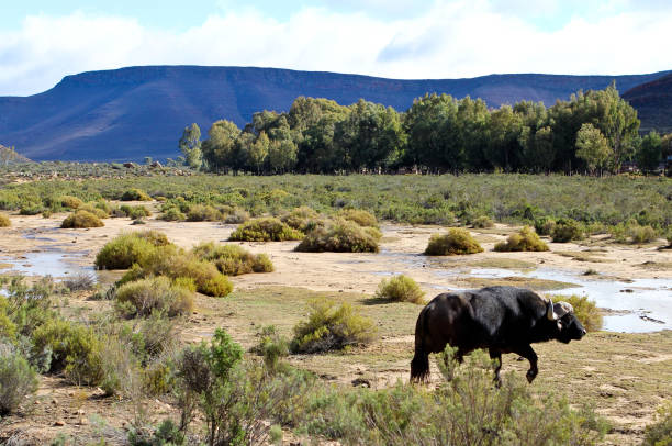 The location is a wildlife reserver between the Langeberg and the Outeniqua Mountains in the Western Cape, South Africa\n\nA single buffalo, with large horns, walks along a landscape of blue sky and mountains, green trees, bushes, sand and puddles of water.