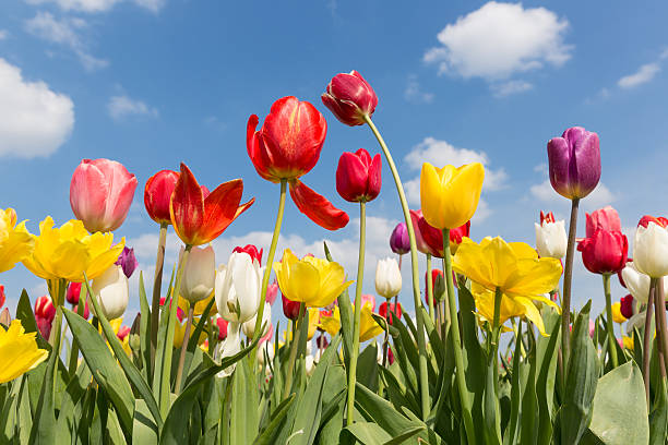 istock Beautiful colorful tulips against a blue sky with clouds 178420311