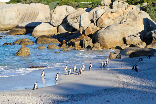 Landscape view of a colony of black and white penguins walking out of water. Beach with smooth boulders, white sand, blue water, green bushes and trees.