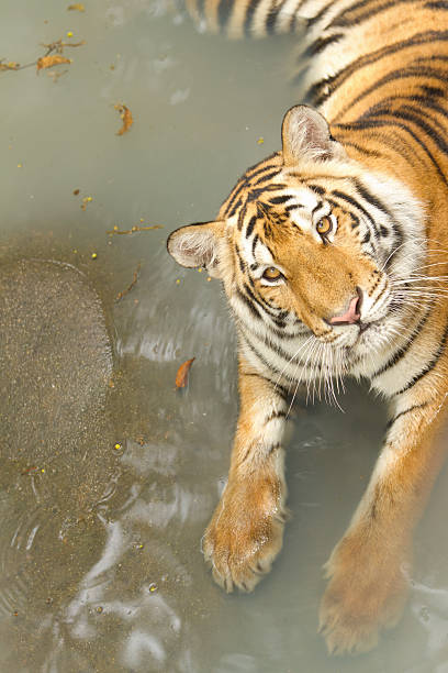 istock Yellow tiger in the swiming pool 178420401