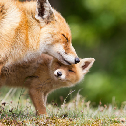 One sweet moment between mother red fox and cub