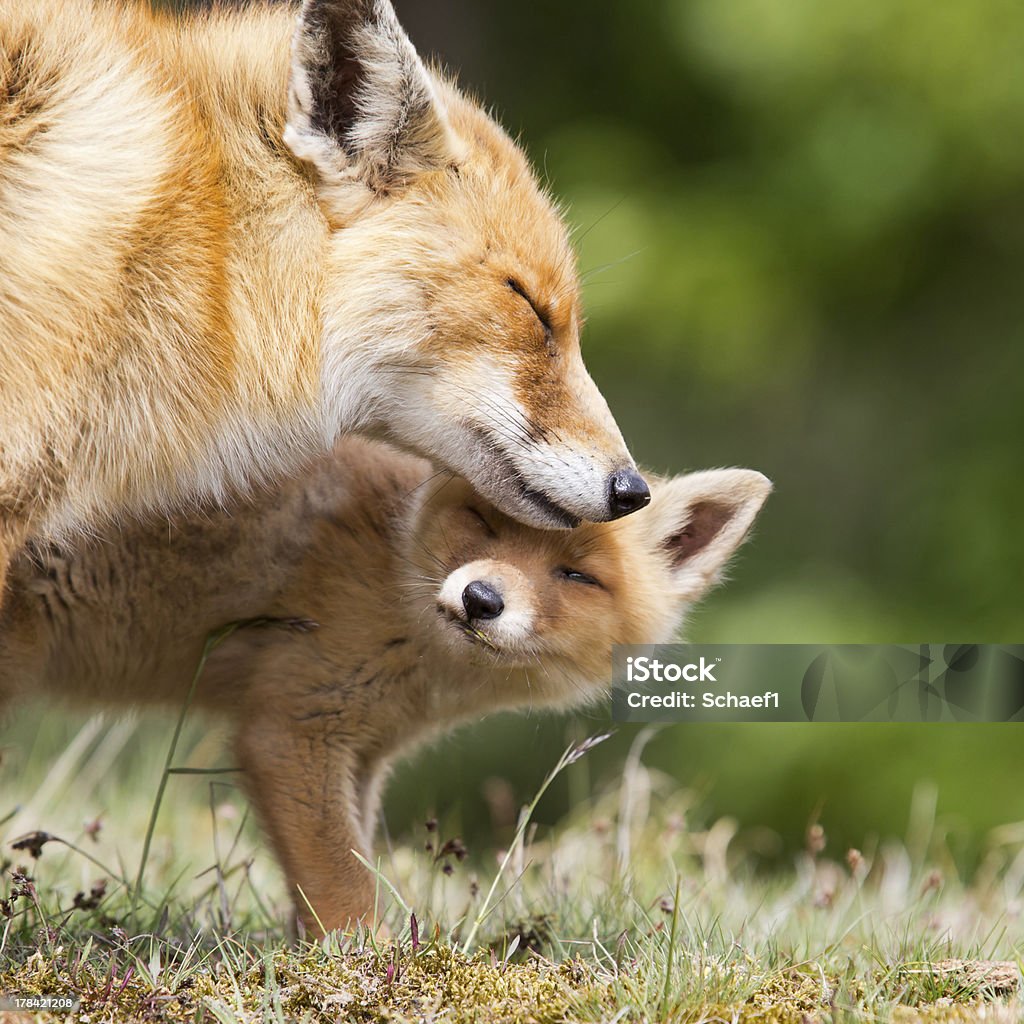 Red Fox Mother and a Cub One sweet moment between mother red fox and cub Cub Stock Photo