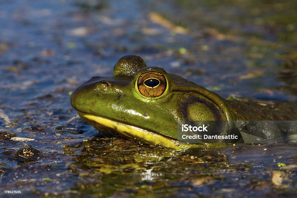 North American Bull Frog North American Bull Frog Sitting In Marsh American Bullfrog Stock Photo