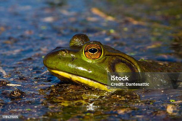 North American Bull Frog Stock Photo - Download Image Now - American Bullfrog, Amphibian, Animal