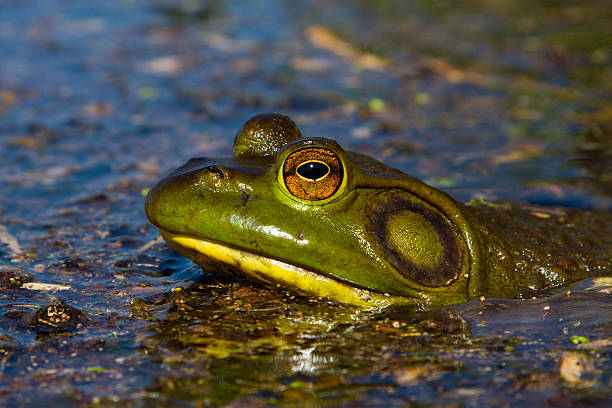 rã-touro norte-americano - american bullfrog amphibian animal bullfrog imagens e fotografias de stock