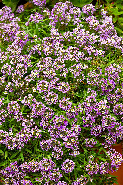 Alysum A purple cluster of alysum flowers alysum stock pictures, royalty-free photos & images