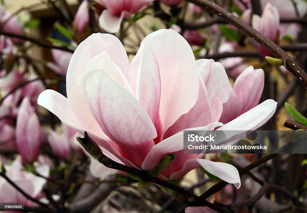Розовый цветок из Магнолия - Стоковые фото Без людей роялти-фри