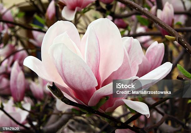 Розовый Цветок Из Магнолия — стоковые фотографии и другие картинки Без людей - Без людей, Весна, Время года