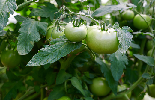 Horizontal shot of green tomatoes on the branch grown in the greenhouse.