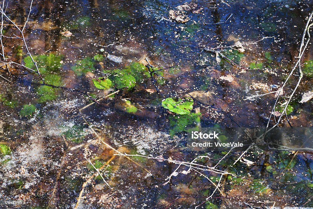 냉동상태의 웅덩이 초기 연두빛 - 로열티 프리 경관 스톡 사진