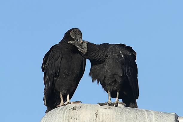 Pair of Black Vultures Pair of Black Vultures (Coragyps atratus) with a blue sky background american black vulture photos stock pictures, royalty-free photos & images