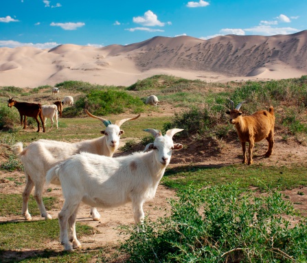 goat - dune - desert - mongolia