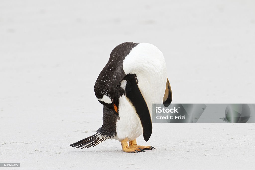 Pinguim-papu é limpar as suas penas, Ilhas Malvinas - Royalty-free Adulto Foto de stock