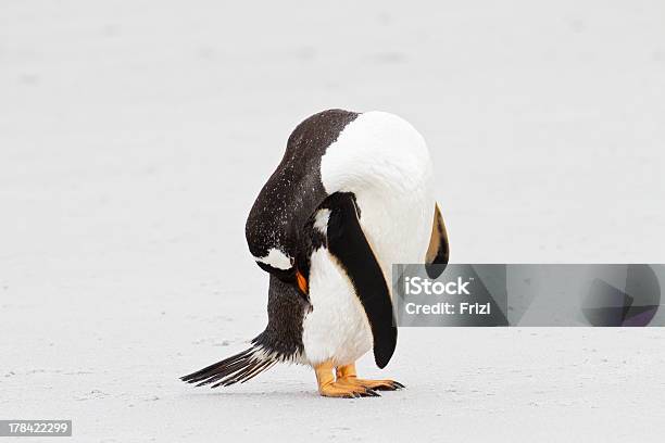 Pinguimpapu É Limpar As Suas Penas Ilhas Malvinas - Fotografias de stock e mais imagens de Adulto