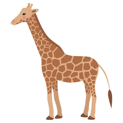 Cute giraffe in full growth stands isolated on a white background. Savannah animal. Vector illustration in flat cartoon style for children
