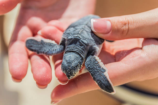 tartaruga di mare bambino in mano. - turtle young animal beach sand foto e immagini stock