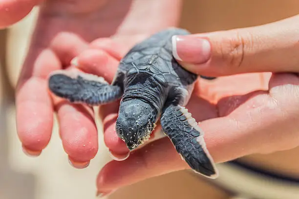 Photo of Baby sea turtle in hand.