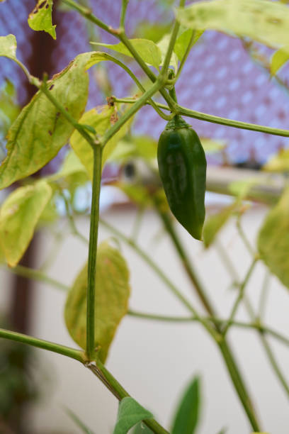 istock Yellow chili on the branch 1784228794