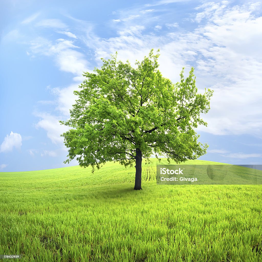 Дерево в поле - Стоковые фото Без людей роялти-фри