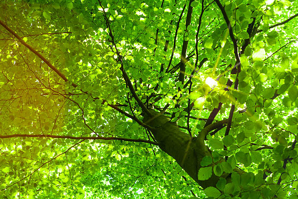 istock Ground view of green tree 178423199