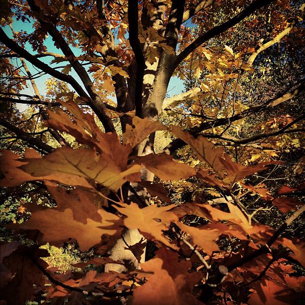 Golden autunno foglie di albero - foto stock