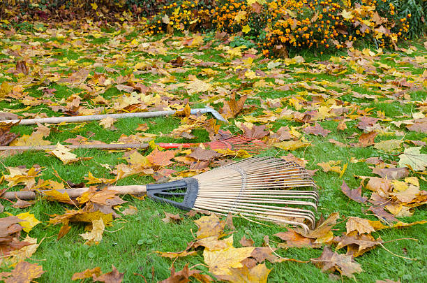 istock rake tools lie autumn meadow ground color leaves 178423399