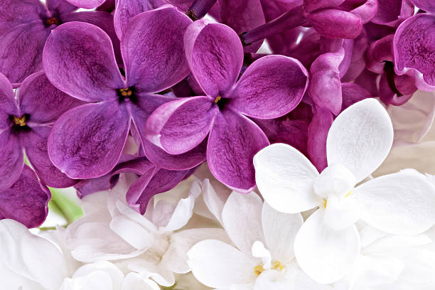 magnifique tas de lilas violet et blanc - quadriphyllous photos et images de collection