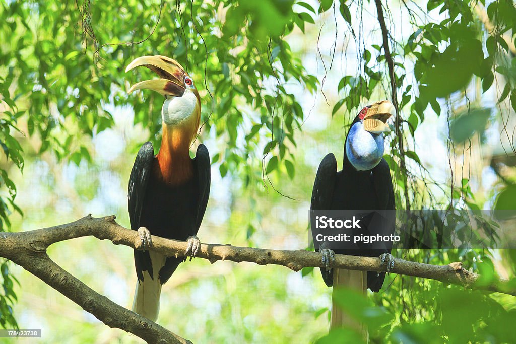 Hornbill on the tree branch Hornbill requires primary forest and they are monogamous breeders. Animal Stock Photo