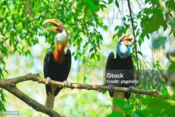 Hornbill On The Tree Branch Stock Photo - Download Image Now - Animal, Animal Body Part, Animal Wildlife