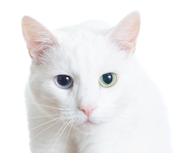 istock Portrait of white cat 178424033