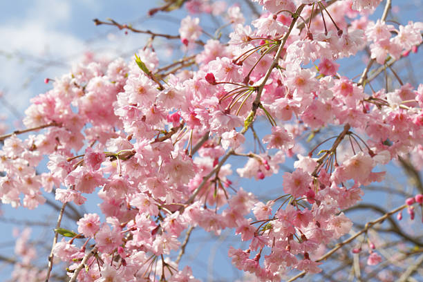 Japanese cherry blossoms Japanese cherry blossoms double flower stock pictures, royalty-free photos & images