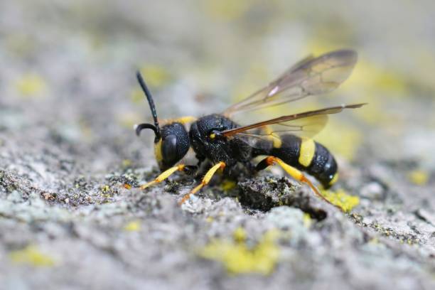 istock Closeup on an Ornate Tailed Digger Wasp , Cerceris rybyensis, on stone, macro view 1784245237