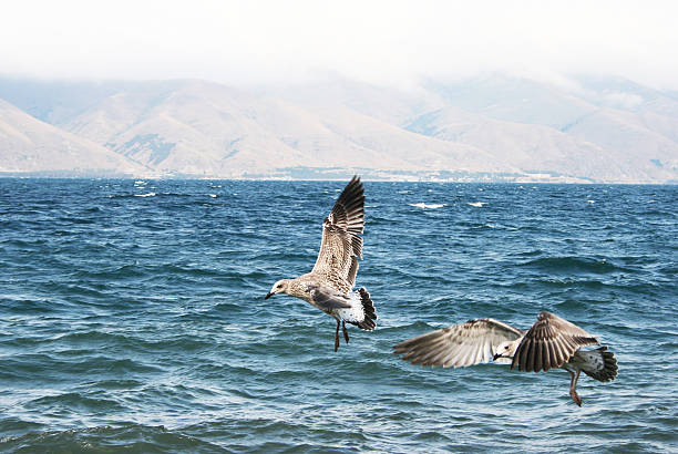 lago sevanarmenia.kgm - gulls in flight birds over water foggy scene with birds imagens e fotografias de stock