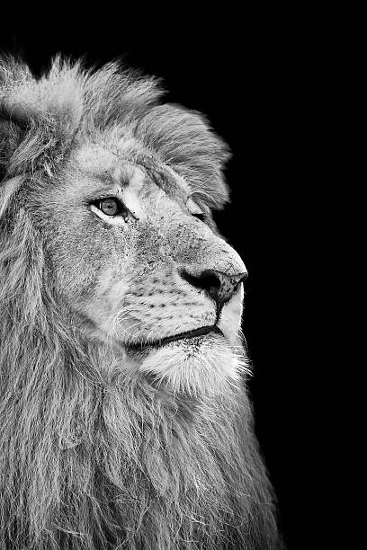 istock Black and White Isolated Lion Face 178424630