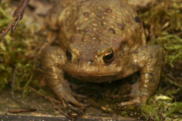 istock Frontal closeup on a female Common European toad, Bufo bufo looking into the camera 1784246703