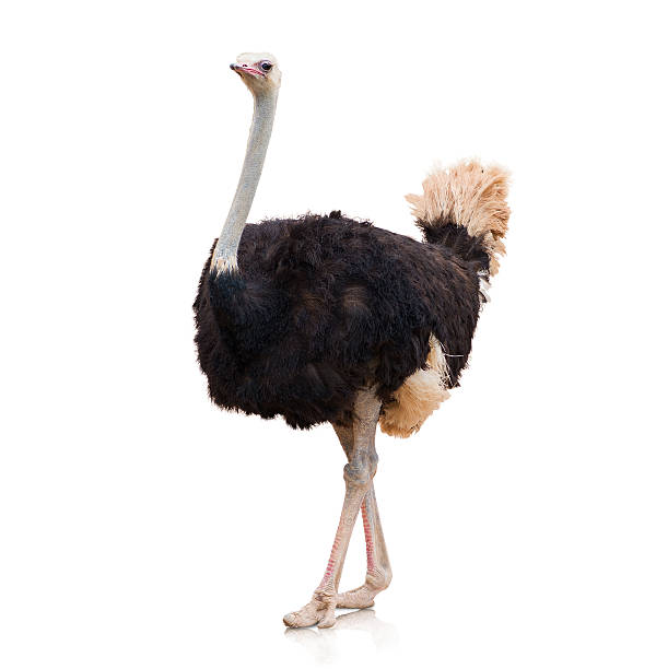 Portrait Of A Ostrich Portrait Of A Ostrich On White Background ostrich stock pictures, royalty-free photos & images