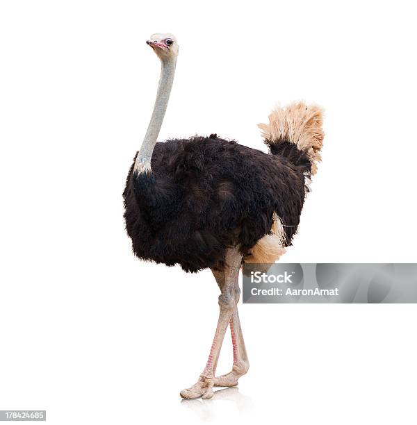 Portrait Of A Ostrich Stock Photo - Download Image Now - Ostrich, Cut Out, Bird