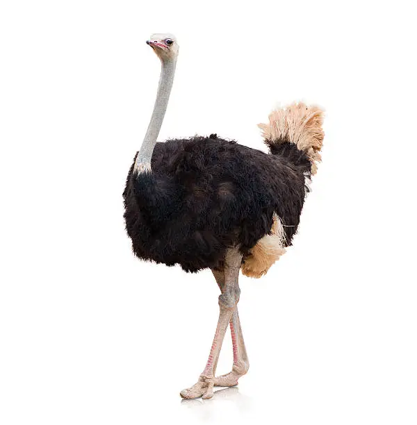 Photo of Portrait Of A Ostrich