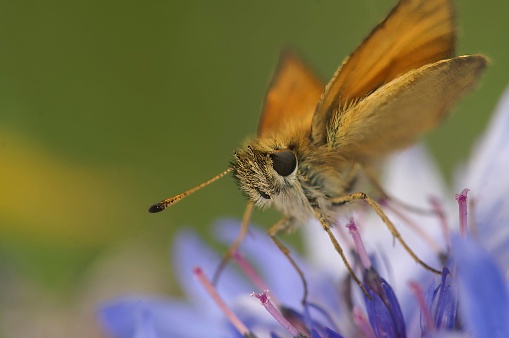 Natural closeup on the cute and small Essex skipper butterfly , Thymelicus lineola on a brilliantr blue bachelor's button cornflower