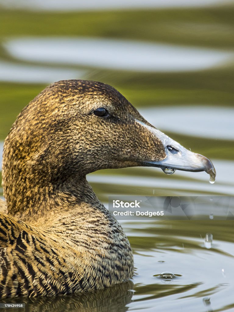 Female Common Eider Duck : Somateria mollissima Eider Duck Stock Photo